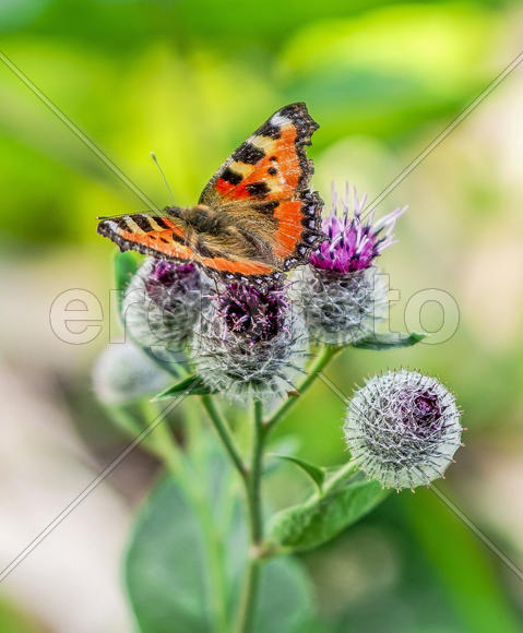 Крапивница