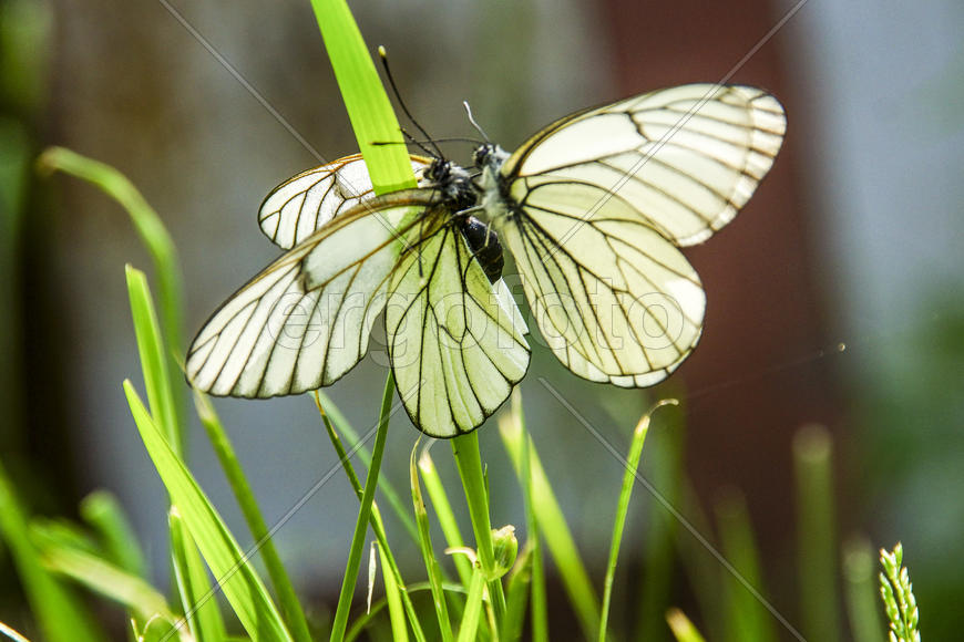 Боярышницы