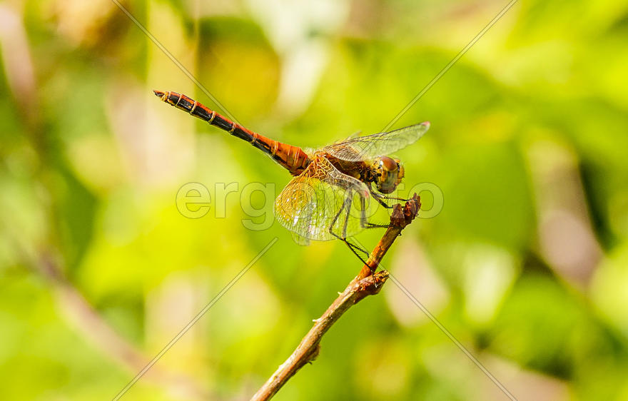 Стрекоза-метальщица