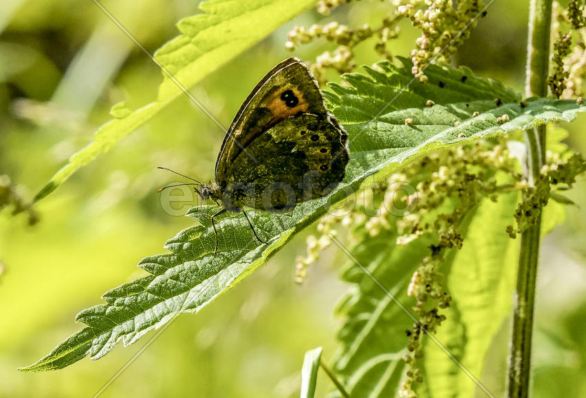 Крапивница