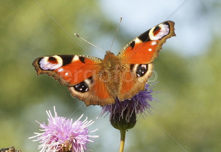 Павлиний глаз