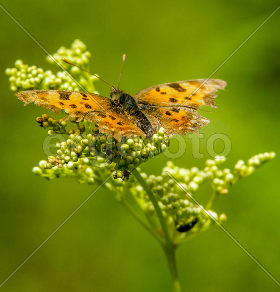 Углокрыльница