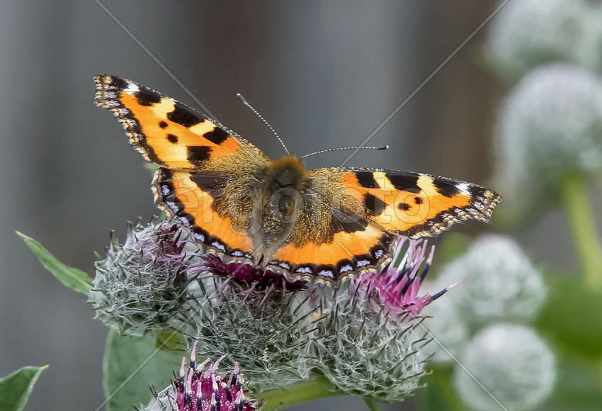 Крапивница