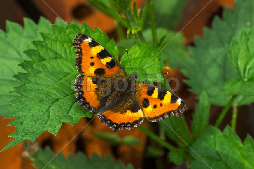 Крапивница