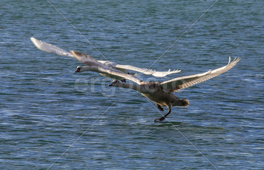 Лебеди, взлетающие с поверхности воды
