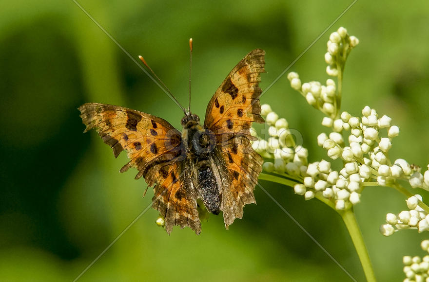 Углокрыльница