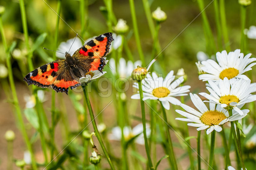 Крапивница