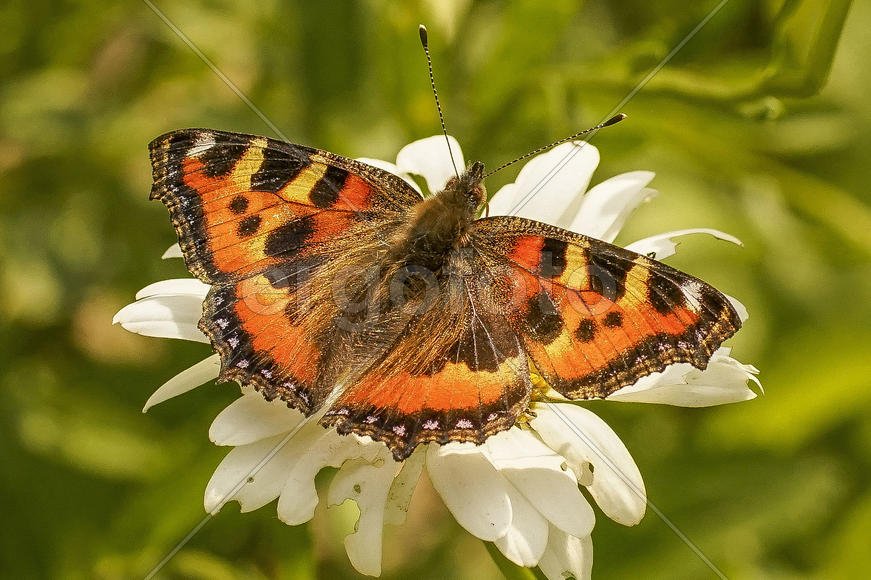 Крапивница