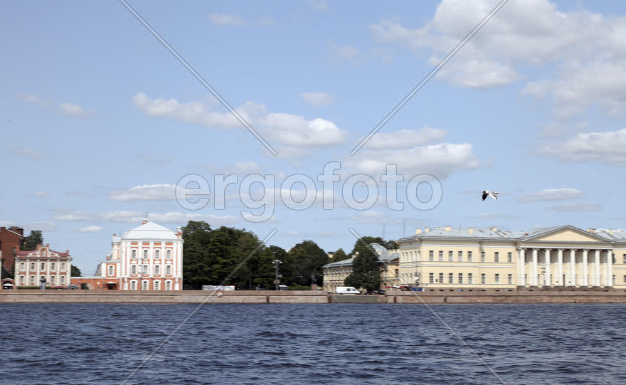 Чайка над невой