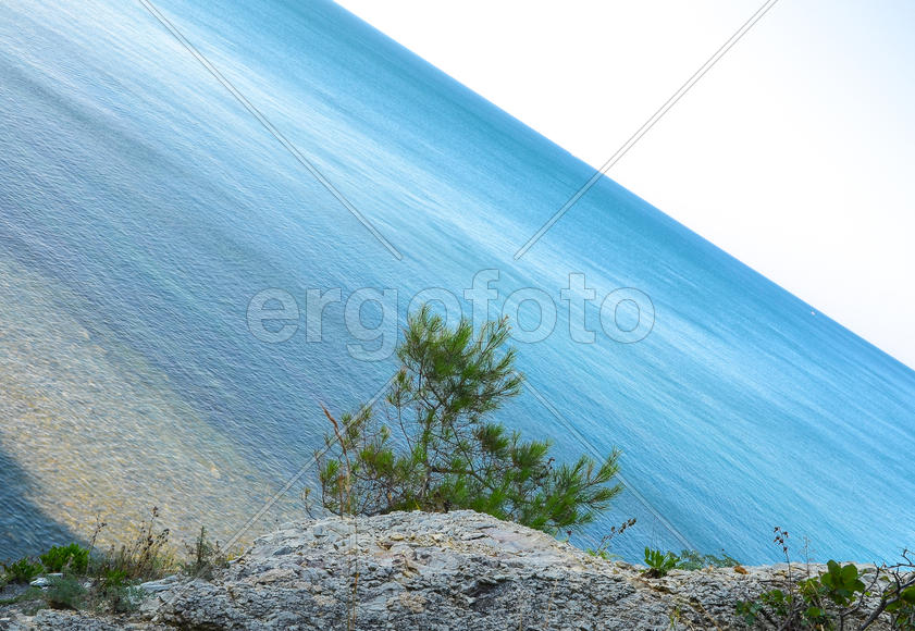 Сосна, скала и море