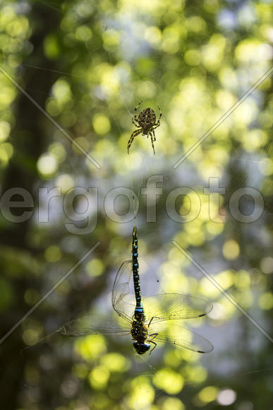 Стрекоза попалась в паутину к пауку.