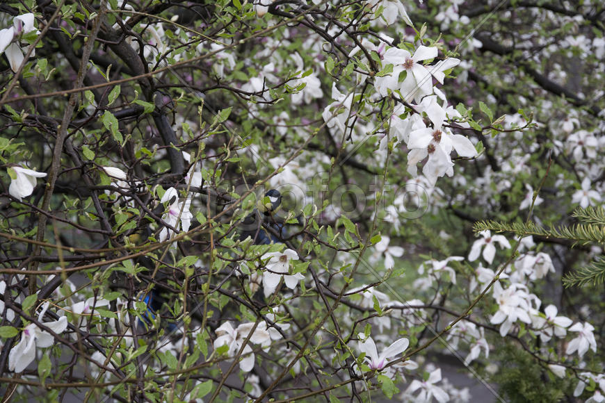 Магнолии в киевском ботаническом саду.