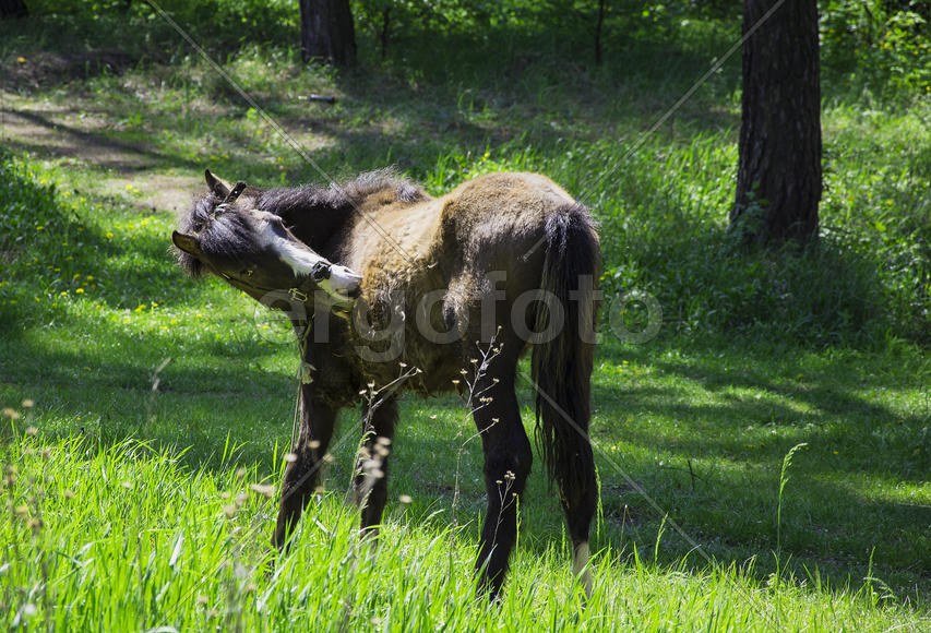 Маленькая пони в лесу