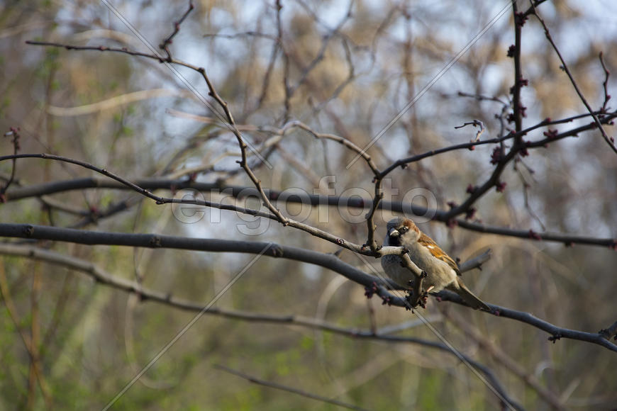 Злой воробей