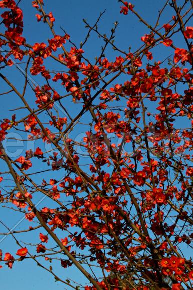 Японская айва