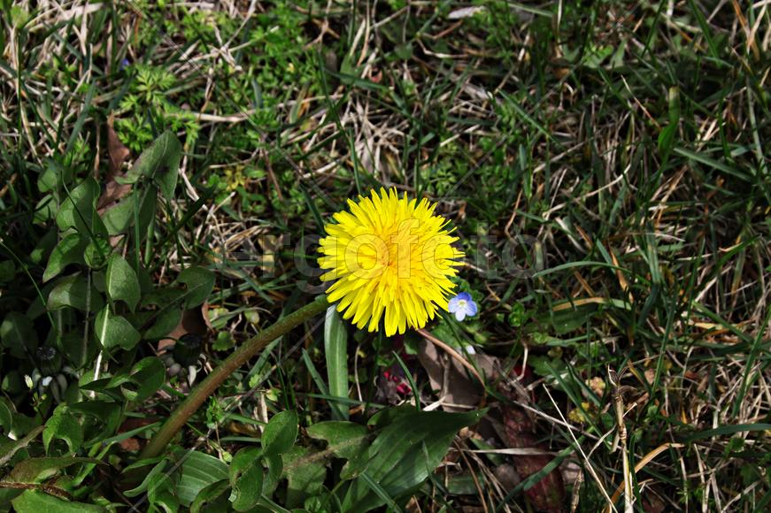 Весенние зарисовки