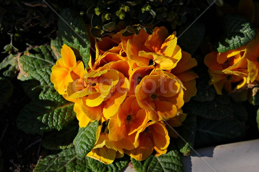 Жёлтые цветы