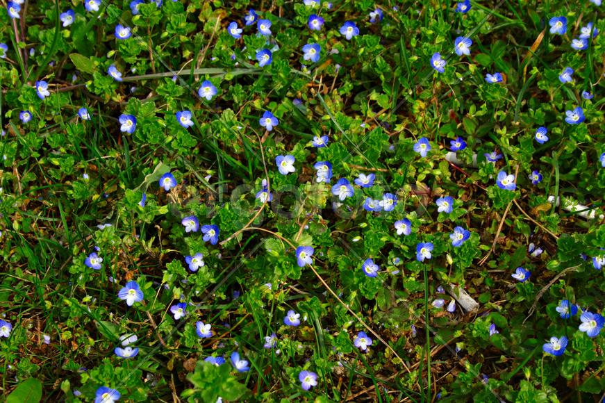 Анютины глазки