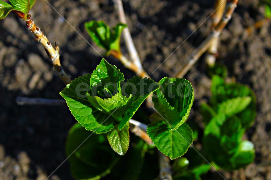 Распустившиеся бутоны.