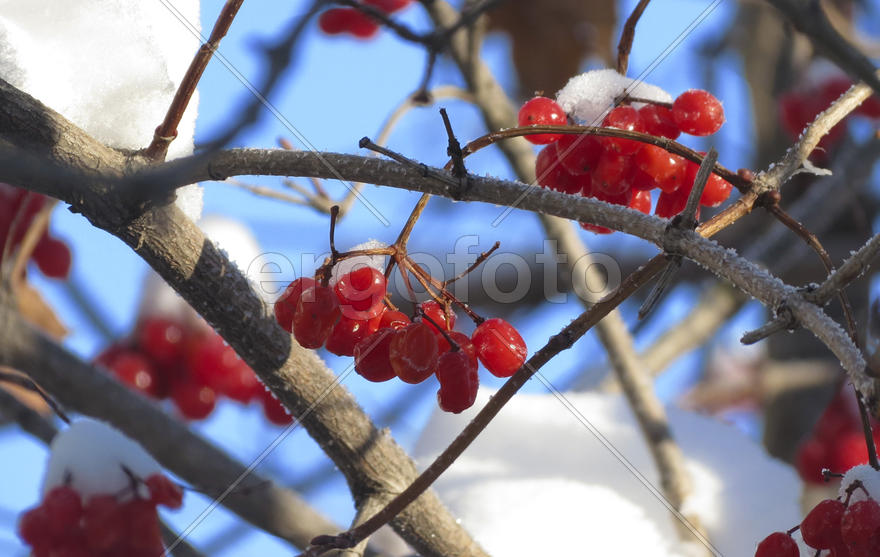 Январский полдень