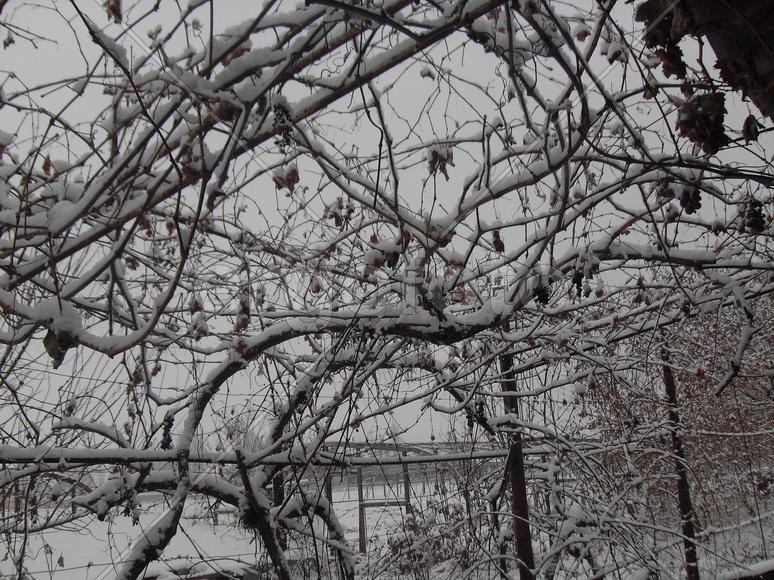 Зимний виноград