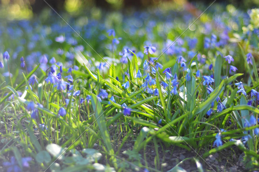 Колокольчики