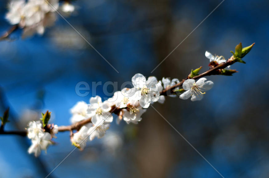 Appletree in bloom