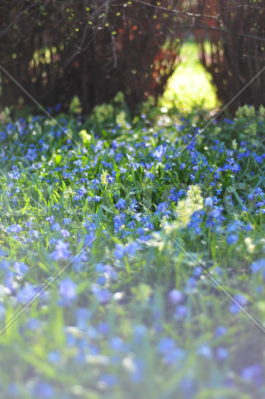 Колокольчиковый свет