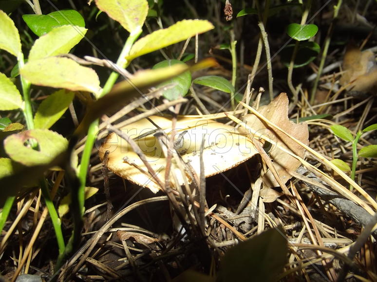 Свежий гриб на земле 