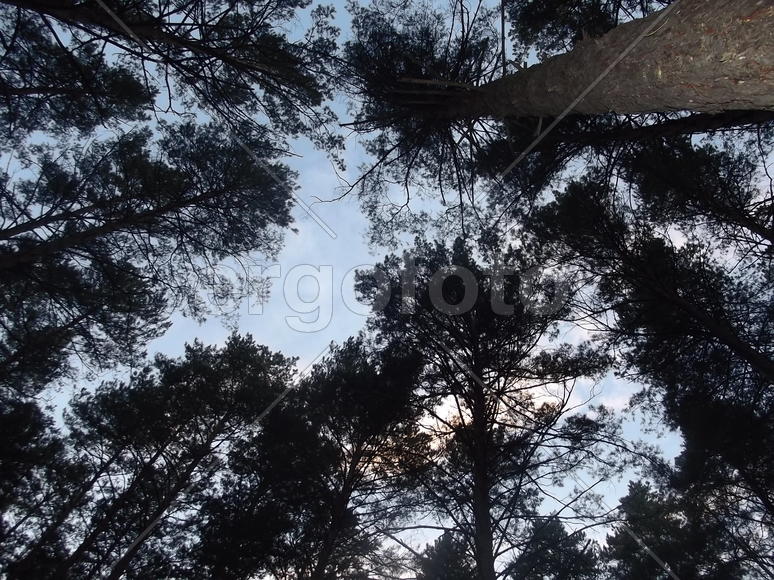 вечернее небо в сосновом бору