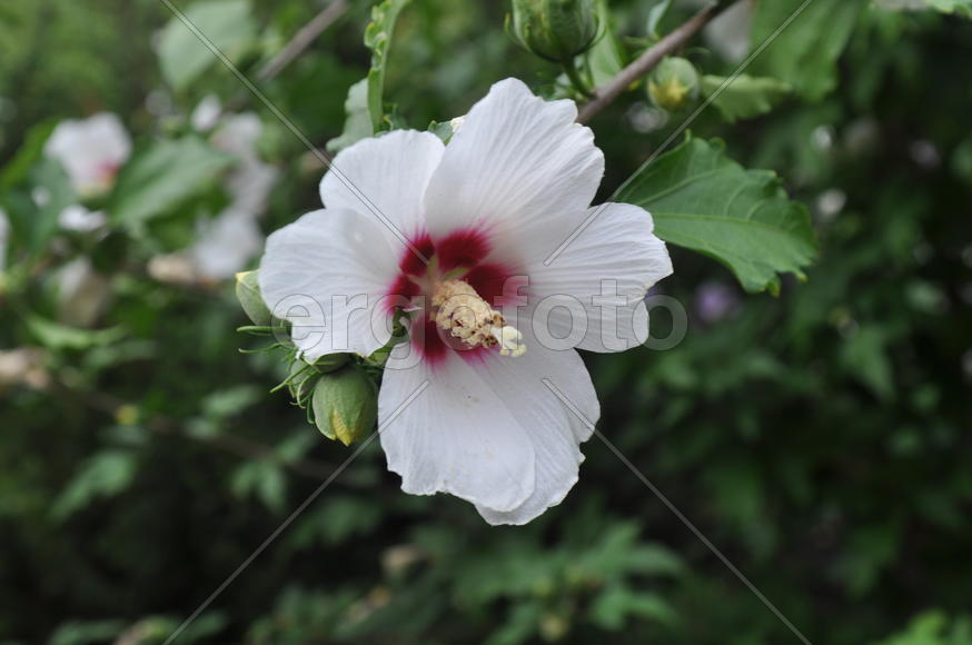 Белый цветок на зеленом фоне 