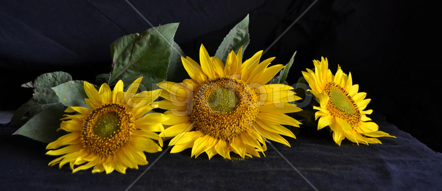 Три желтых подсолнуха на черном бархате 