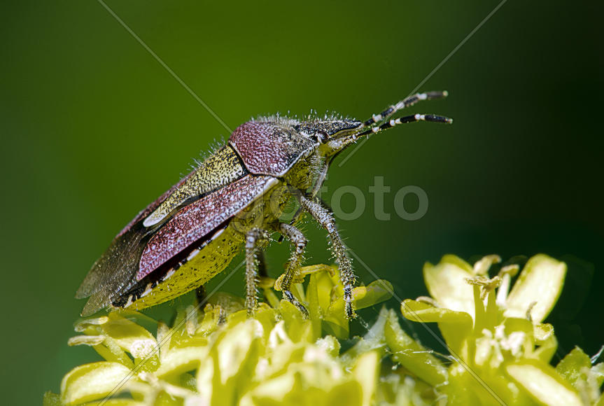 Клоп ягодный (Dolycoris baccarum)