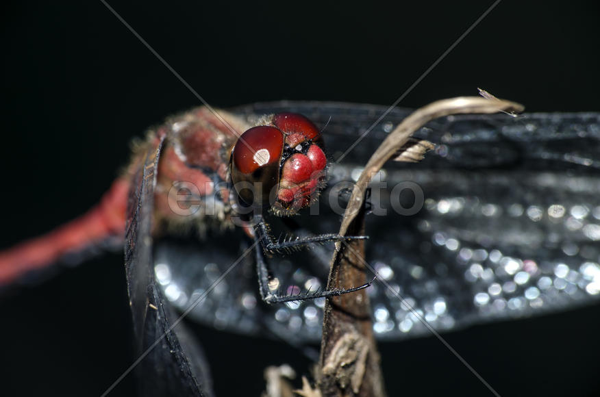 Портрет стрекозы