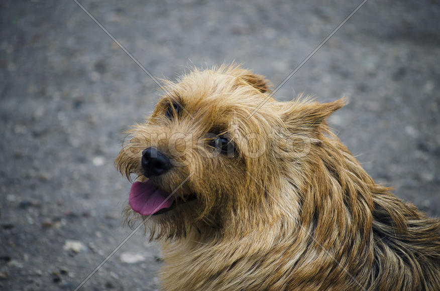 Норвич-терьер