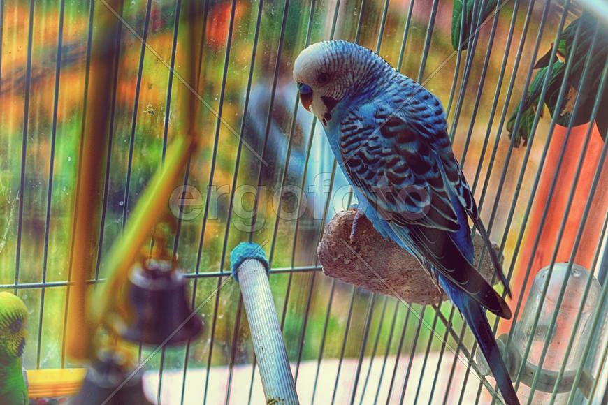 Попугай в клетке