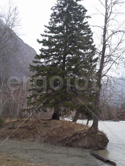 На привале под сосной