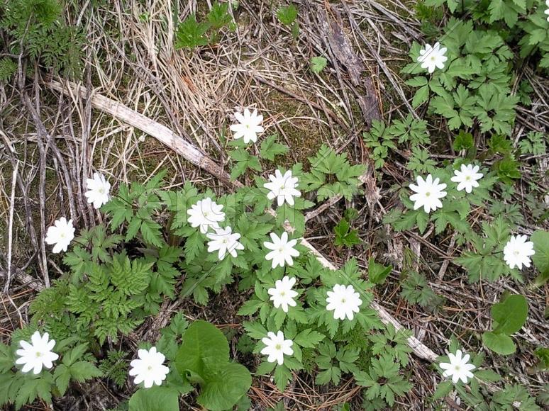 Горные цветы