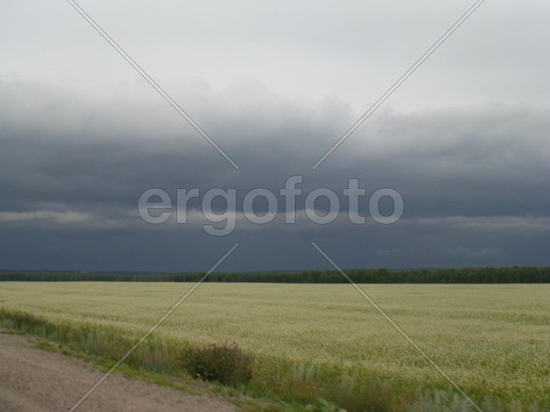 Гречишное поле