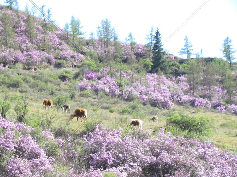 Цветет богульник