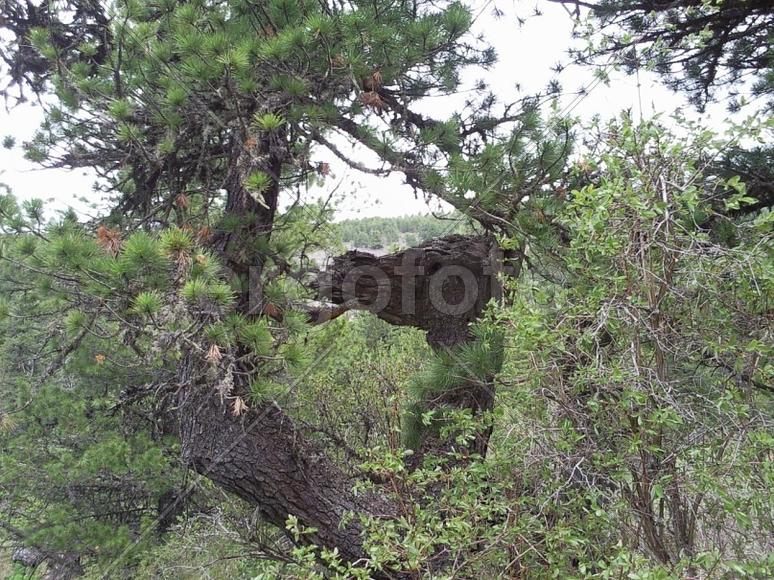 Рисунки природы