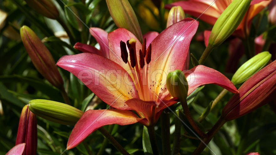 Желто-фиолетовые лилии