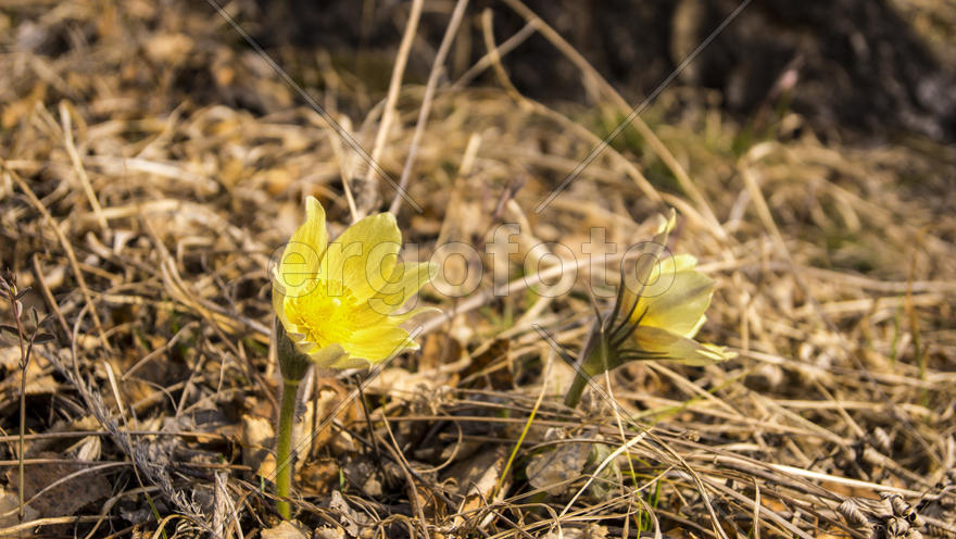Первые весенние растения 
