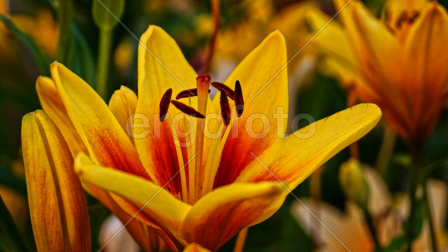 Желто-красная лилия