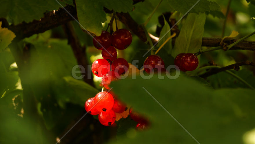 Красная смородина