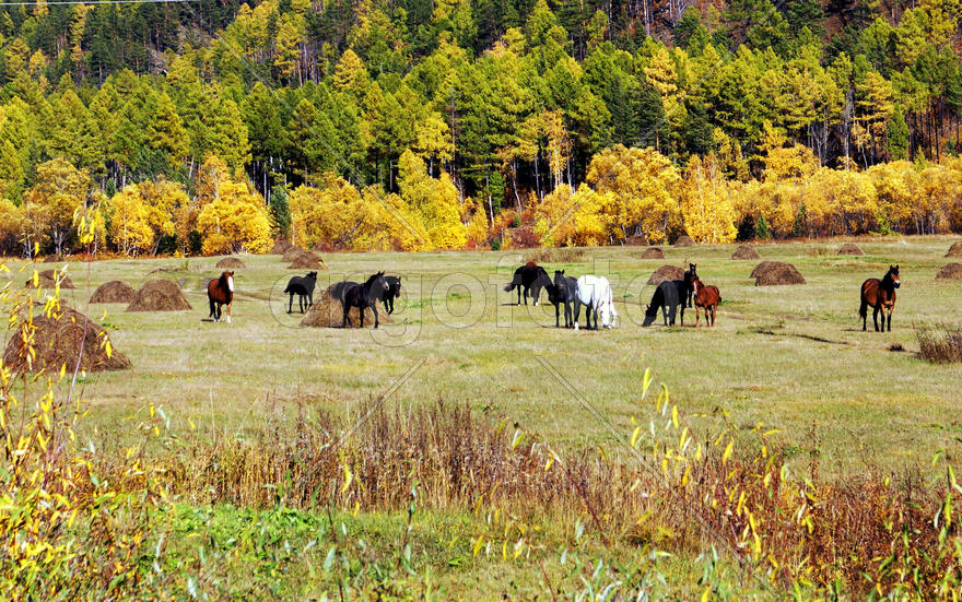 Пасущиеся кони