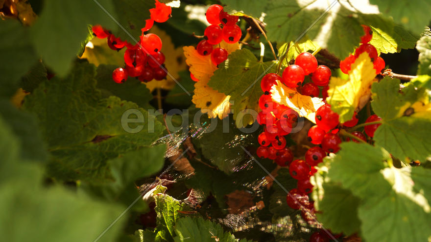 Ягоды красной смородины