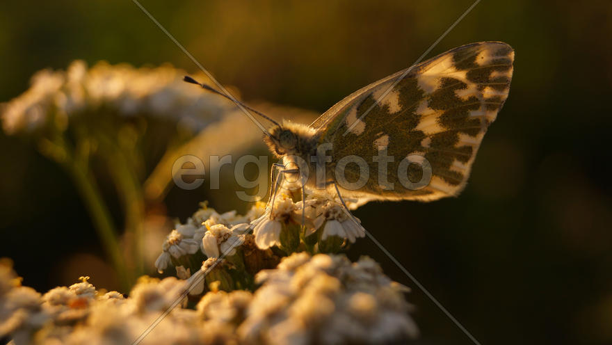 Бабочка на мелких белых цветочках в лучах солнца 