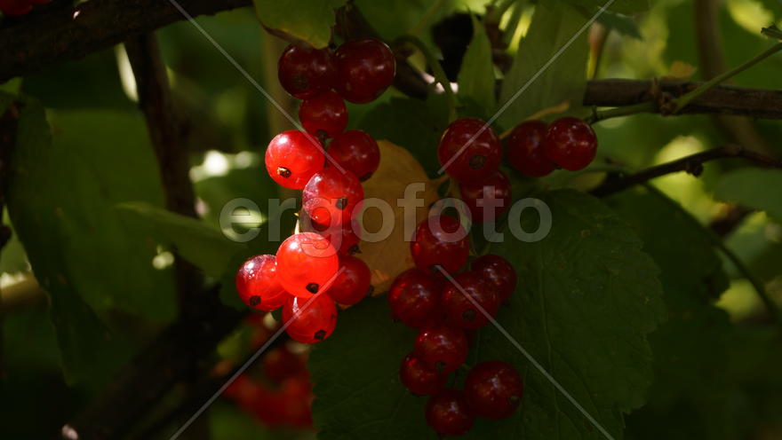 Красная смородина