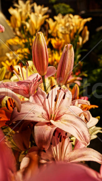 Розовые лилии